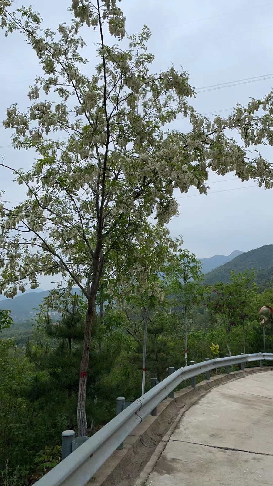 路边槐花